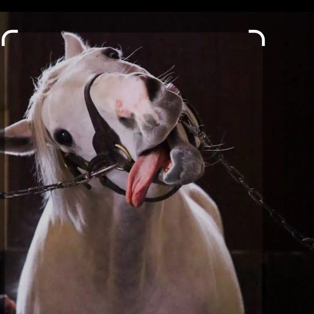 ゴールドシップ