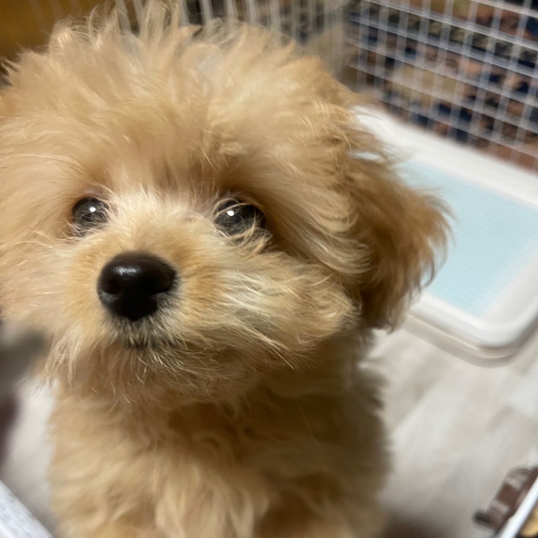 あーちゃんの日常