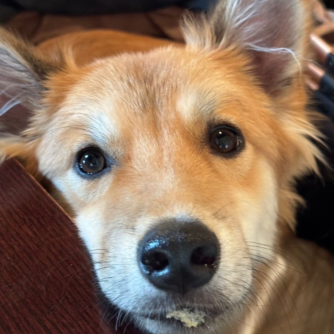 あやころ🐶💐