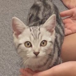 あめくんは猫である