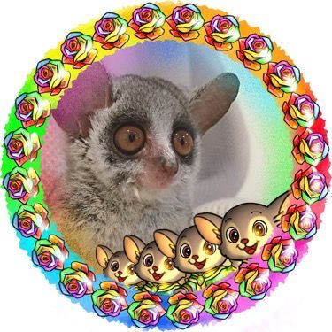 🌈🙈チョロタロー🙈🌈