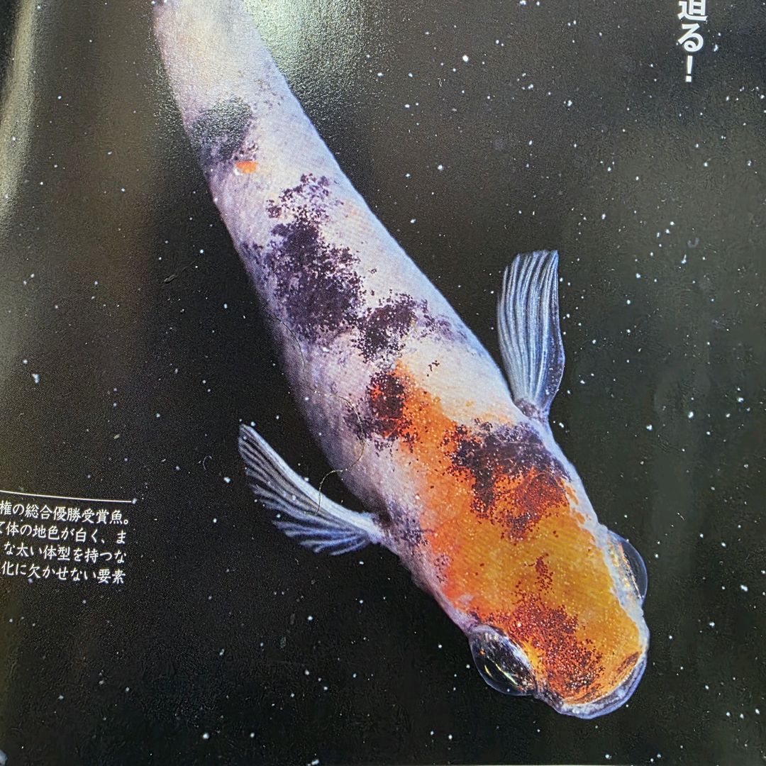 半田めだか取締役CEO