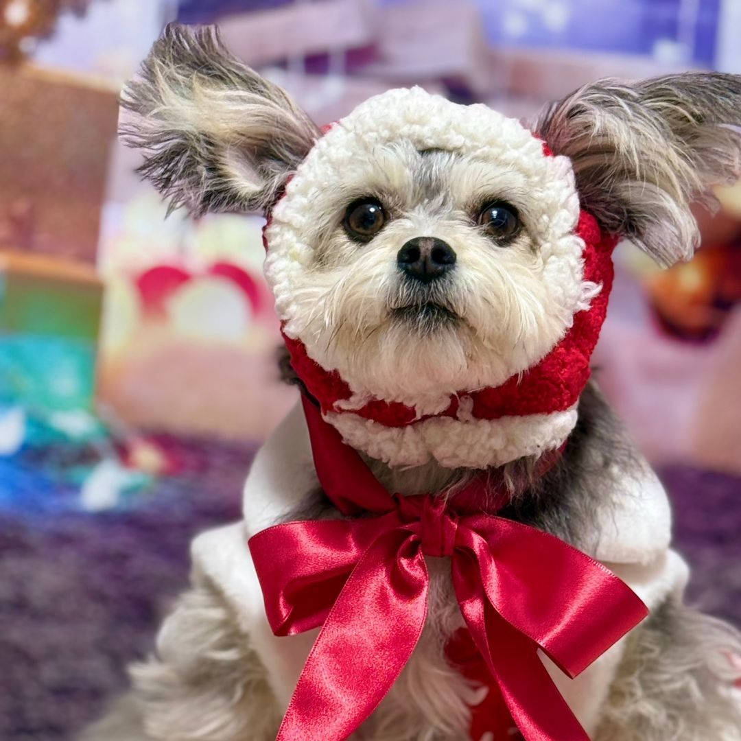 Happy🐶💞🐸かえるん犬配信