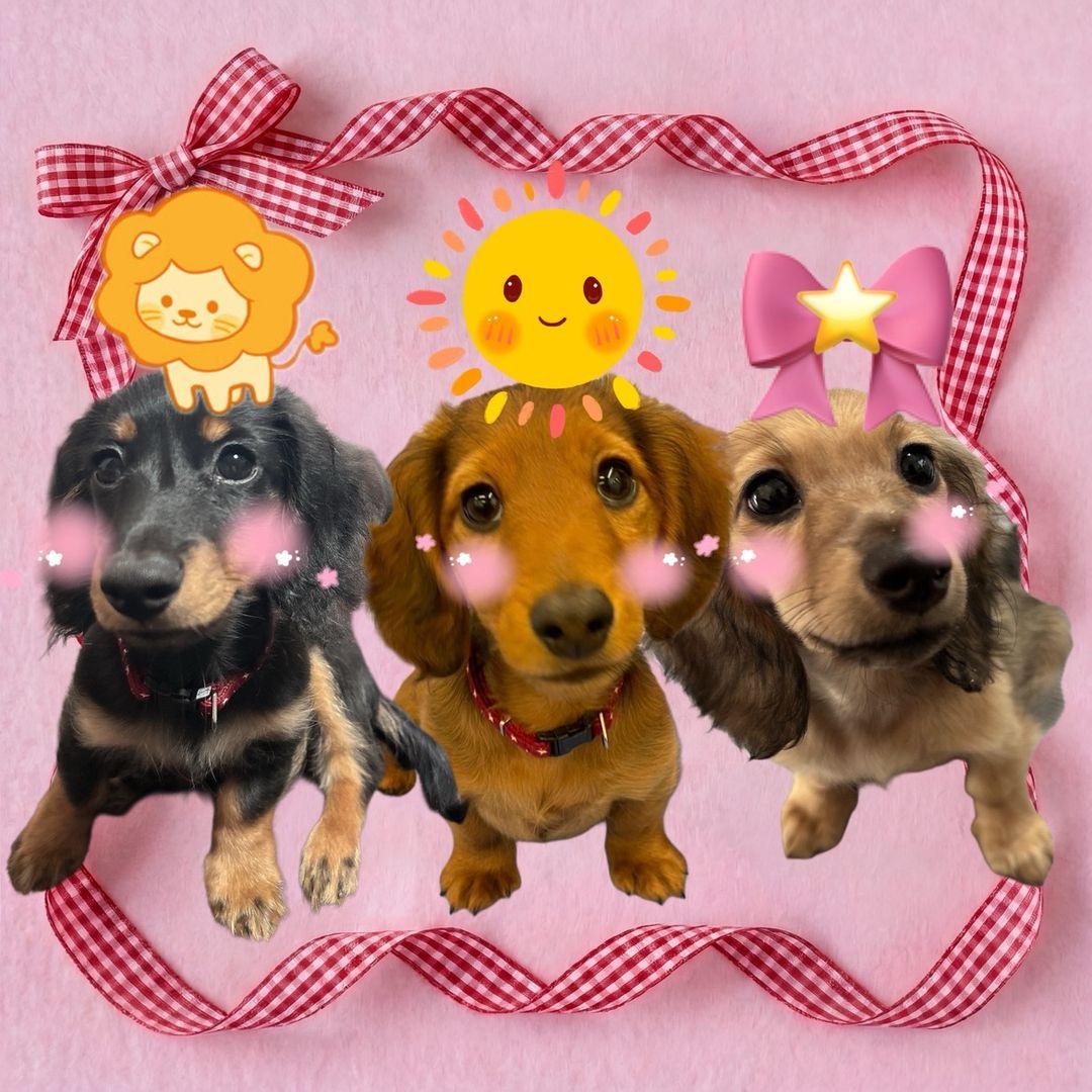 れおそら＆らら/ダックスの日常🦁☀️🎀