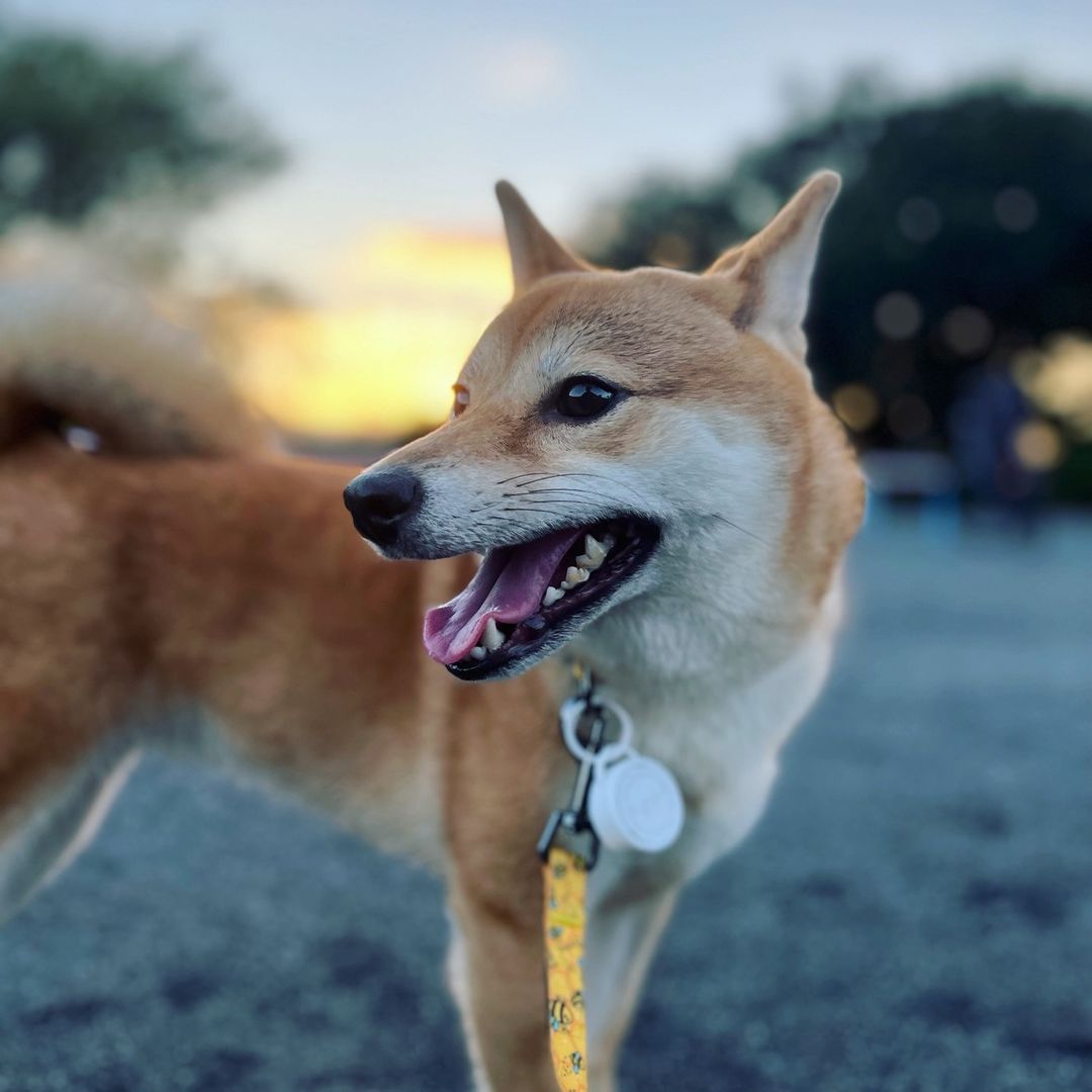 柴犬おいもとお兄さん🐕🍠PosiPET STUDIO代表
