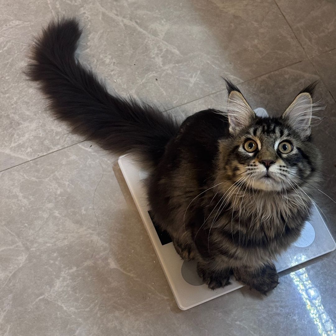 キキサブ🐰⭐️