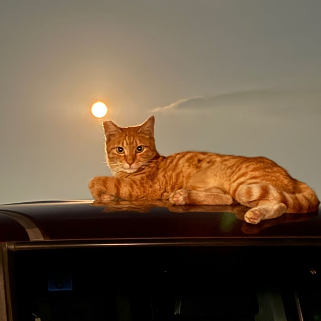 NPO法人にゃいるどはーと57歳の東江代表