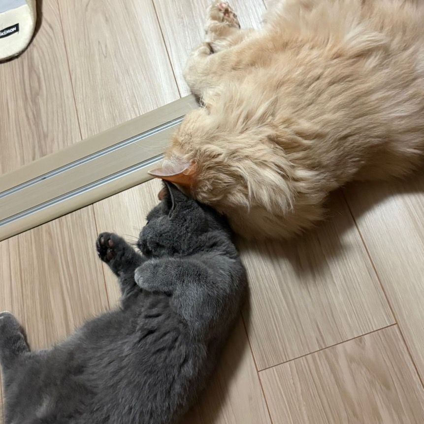 ㊗️ある意味(しゅーじ)国王🦁🐱🐈‍⬛🐾㊗️