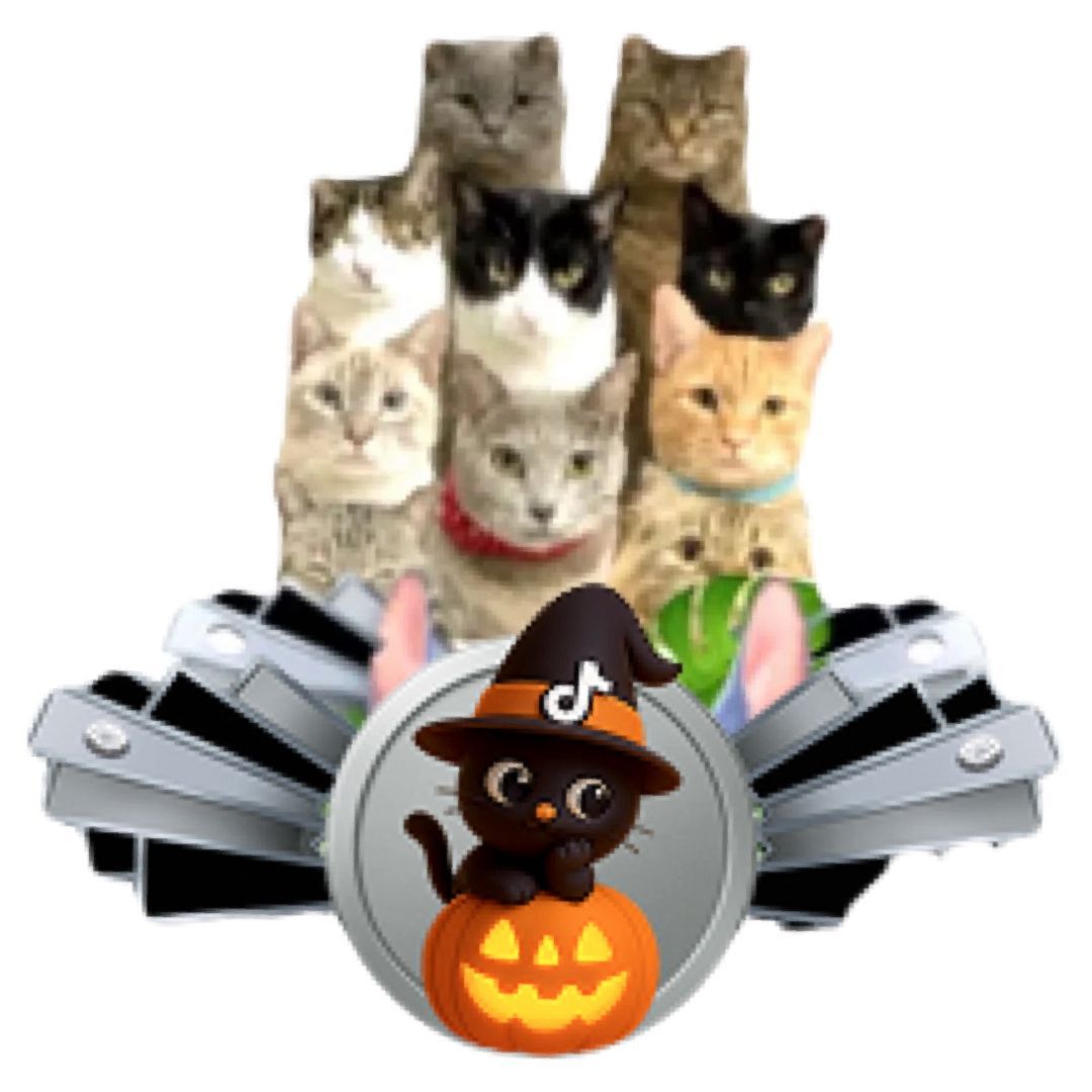 我が家のにゃんズch😽🫶🏻🐾