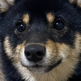 ともちとぽんサス🐻‍❄️🐶💳