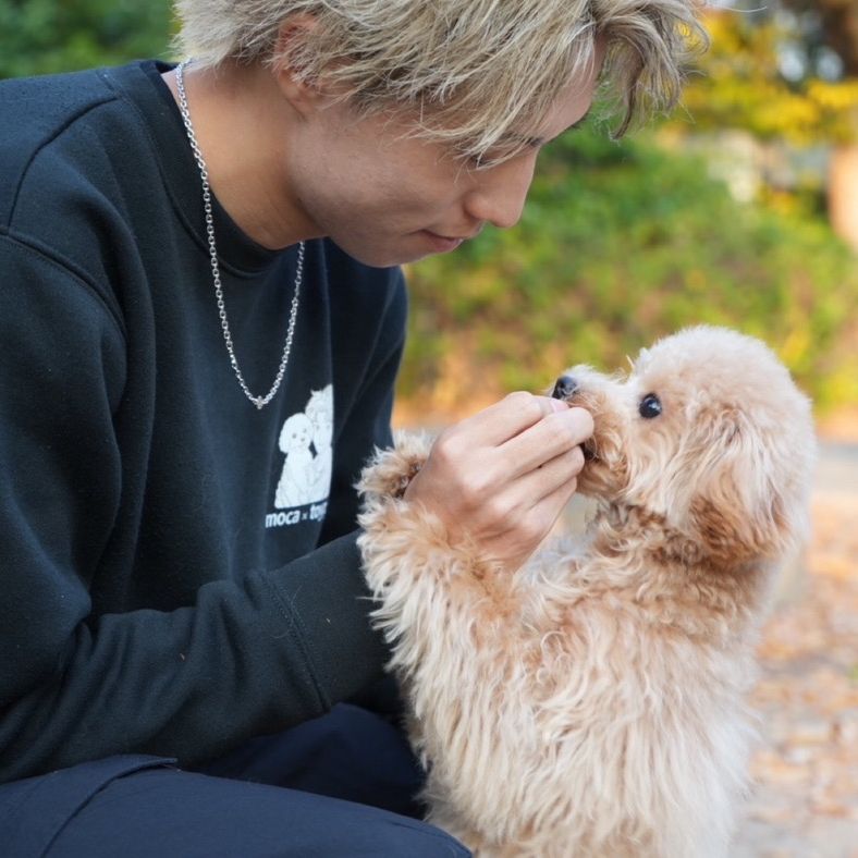 🐶トイプー