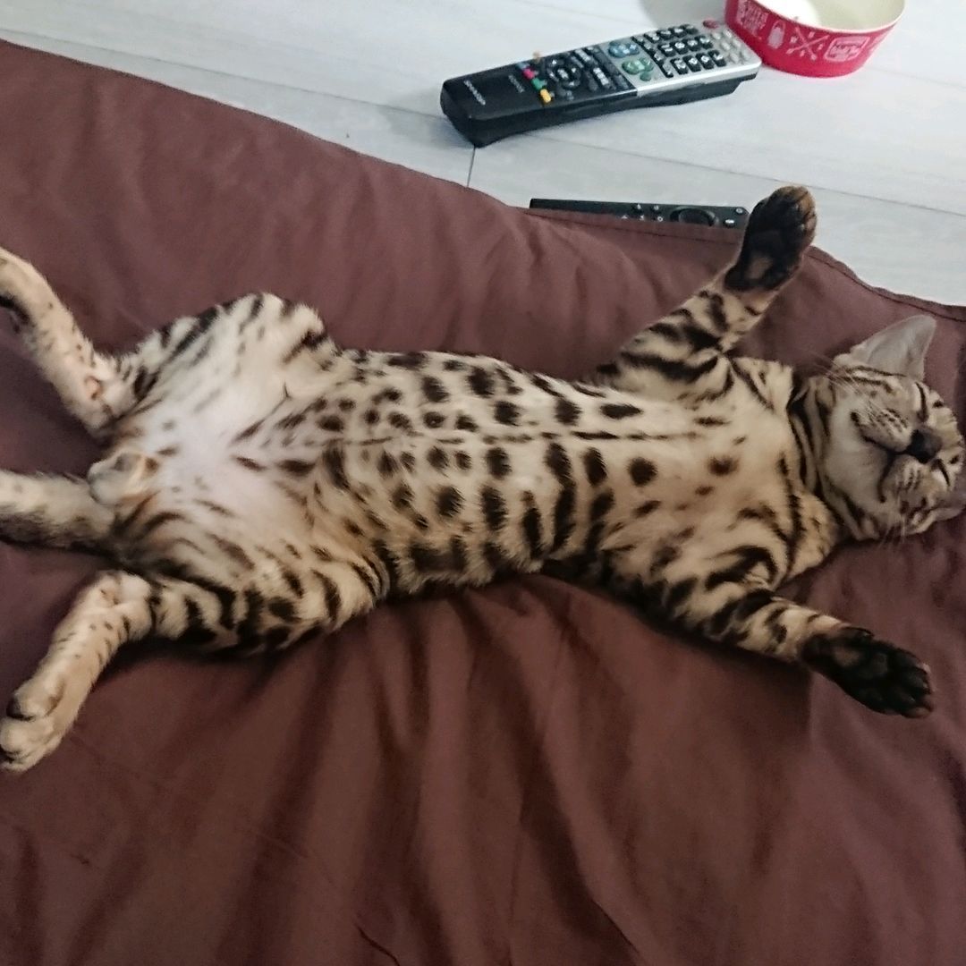 オッパ🅿LIVE休業中