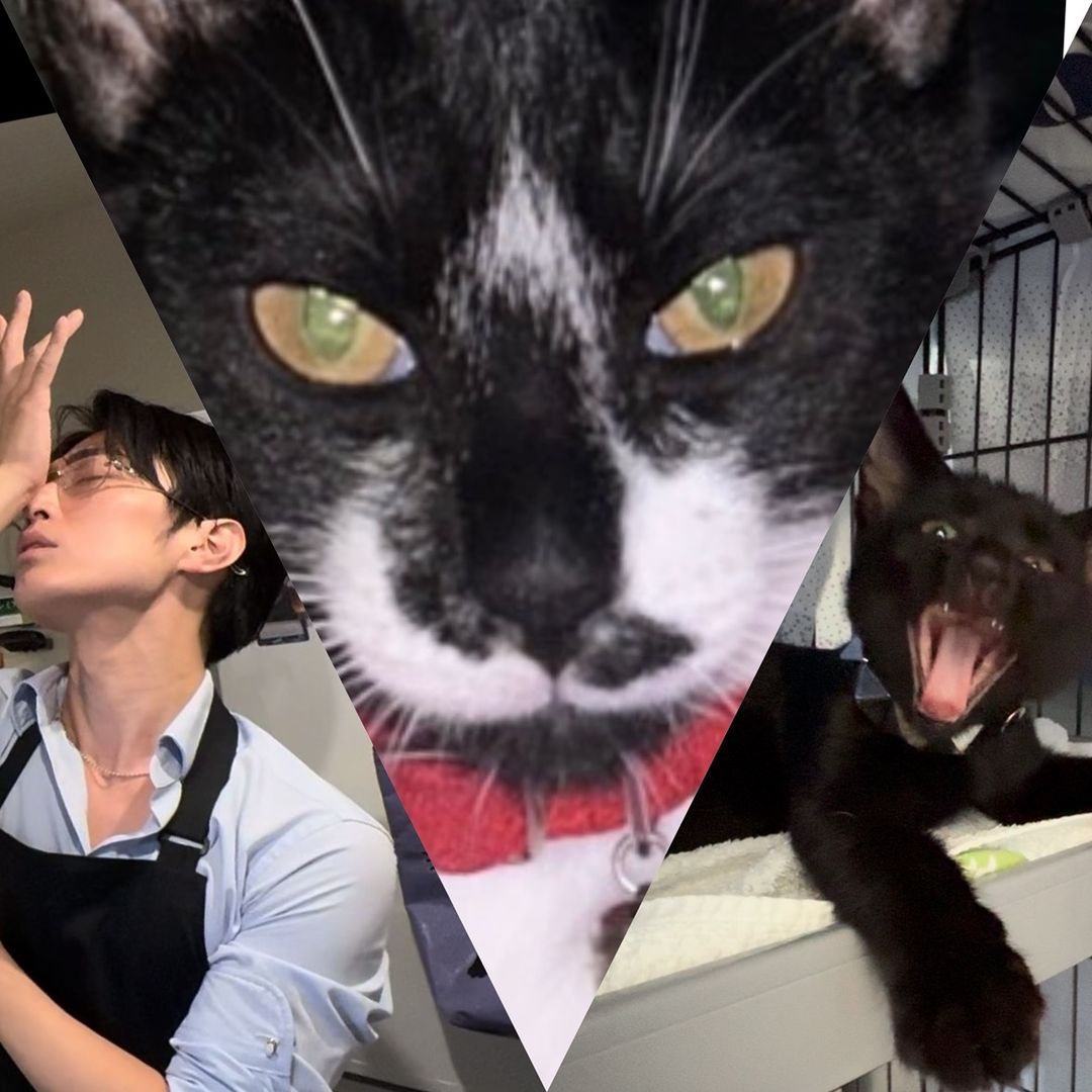 手豆🐈⬛🐈⬛🐶🐶🌱🧑🏻💼