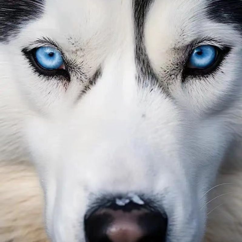 顏值嗷嗚丸～🍡